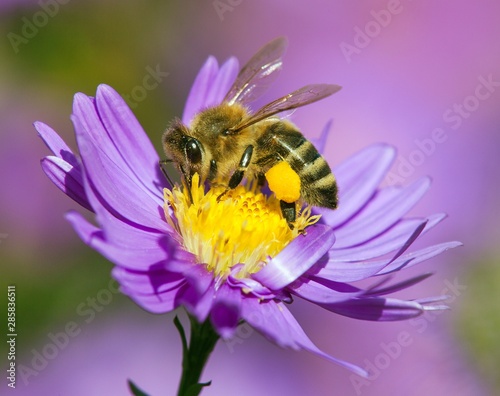 bee or honeybee sitting on flower, Apis Mellifera