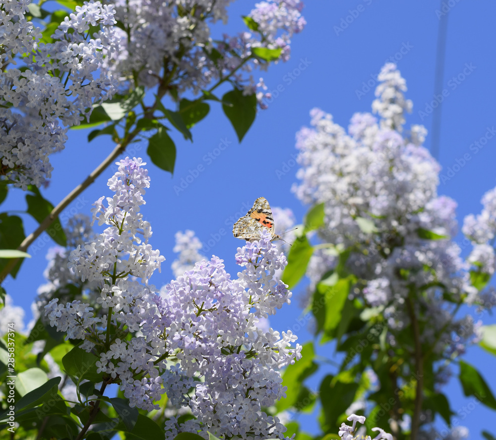 Butterfly Vanessa cardui on lilac flowers. Pollination blooming Butterfly Vanessa cardui on lilac flowers. Pollination blooming