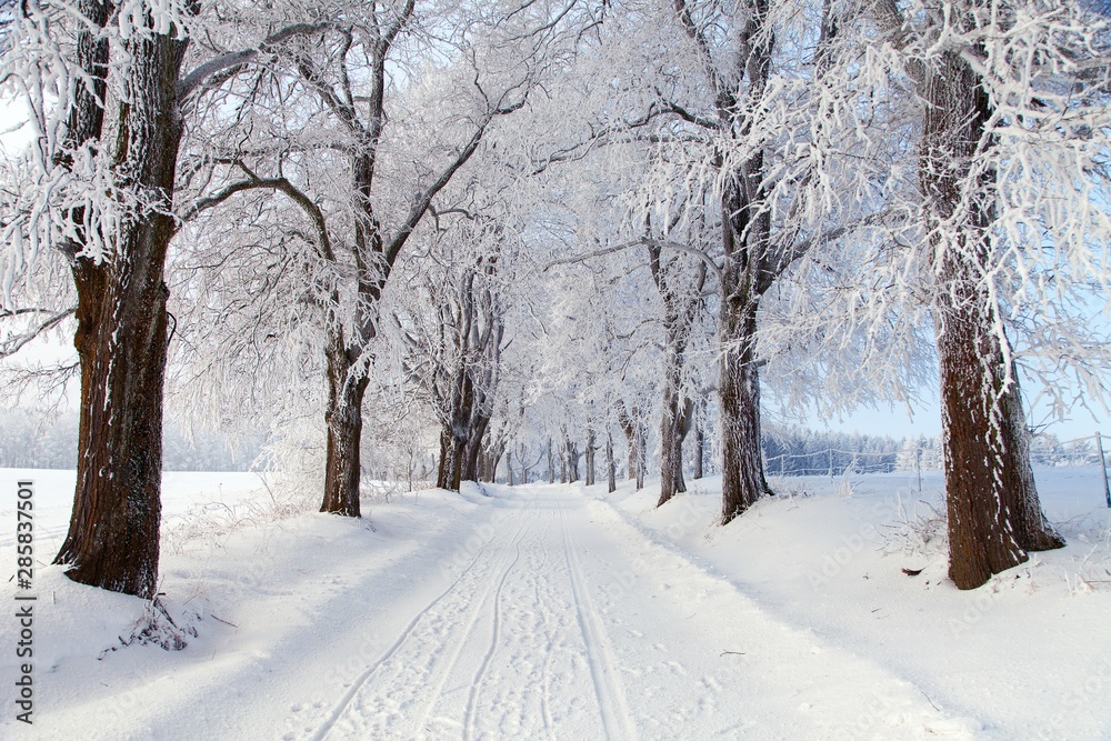 wintry landscape scenery with road way and alley