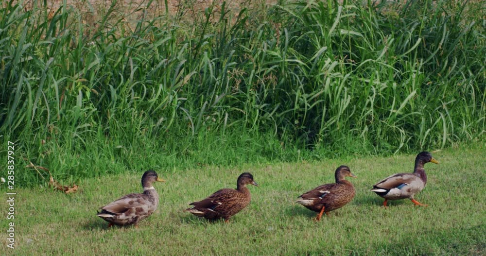 Authentic shot of the ducks are walking in their natural habitat. Authentic shot of the ducks are walking in their natural habitat.