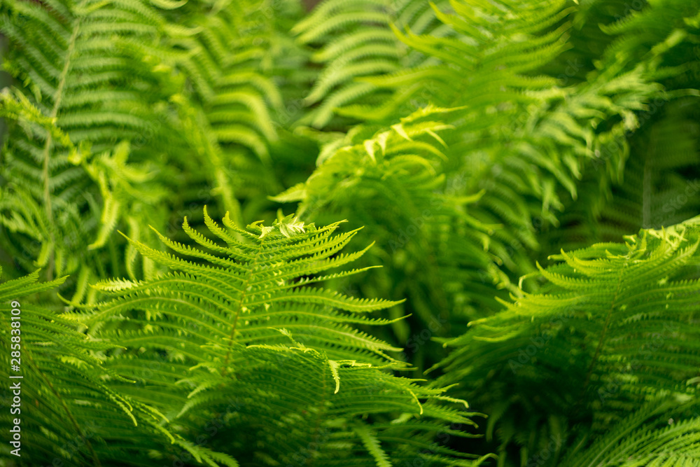 Patterned weave of fern leaves. Bright green color and mesmerizing order Patterned weave of fern leaves. Bright green color and mesmerizing order