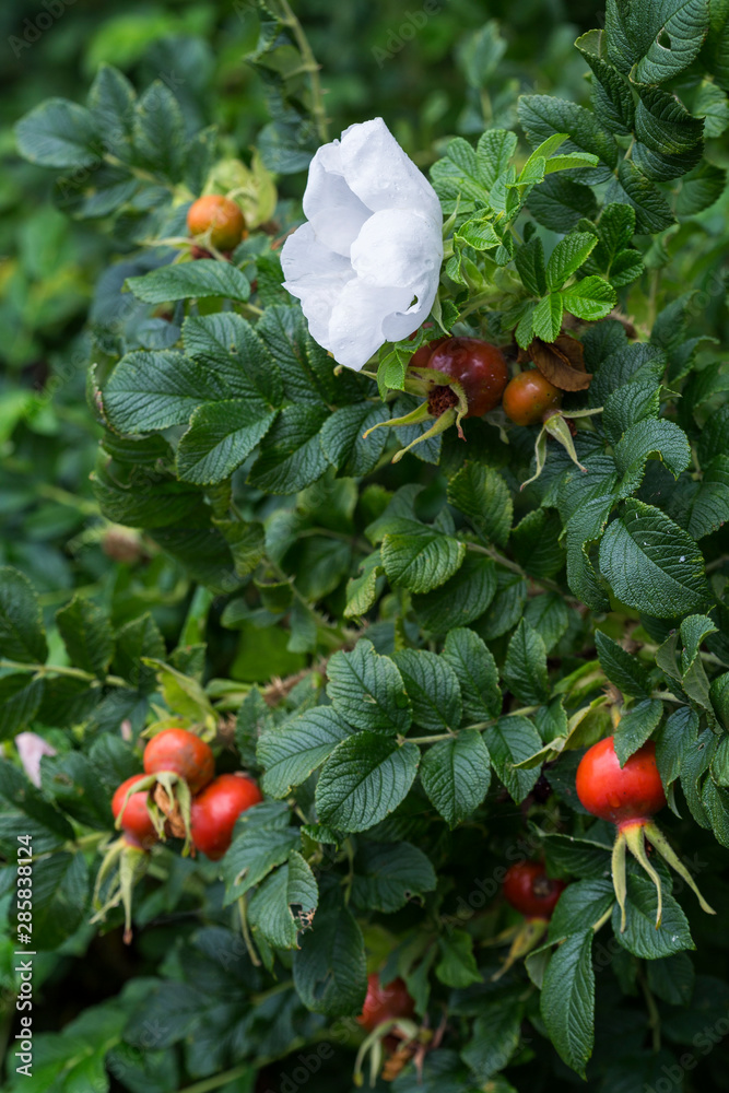Close-up of a white flower and red and ripe rose hips (rosehip, rose haw, rose hep), accessory fruits of a rose plant.