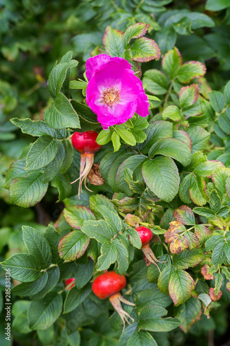 Close-up of a purple flower and red and ripe rose hips (rosehip, rose haw, rose hep), accessory fruits of a rose plant.