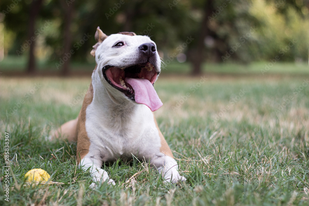 Happy pet dog on grass 