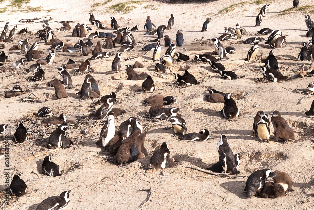Fototapeta premium Boulders Beach, South Africa