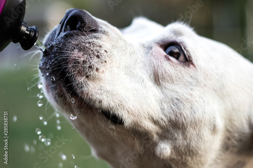 Dog drinking water from a bottle  © sanjagrujic