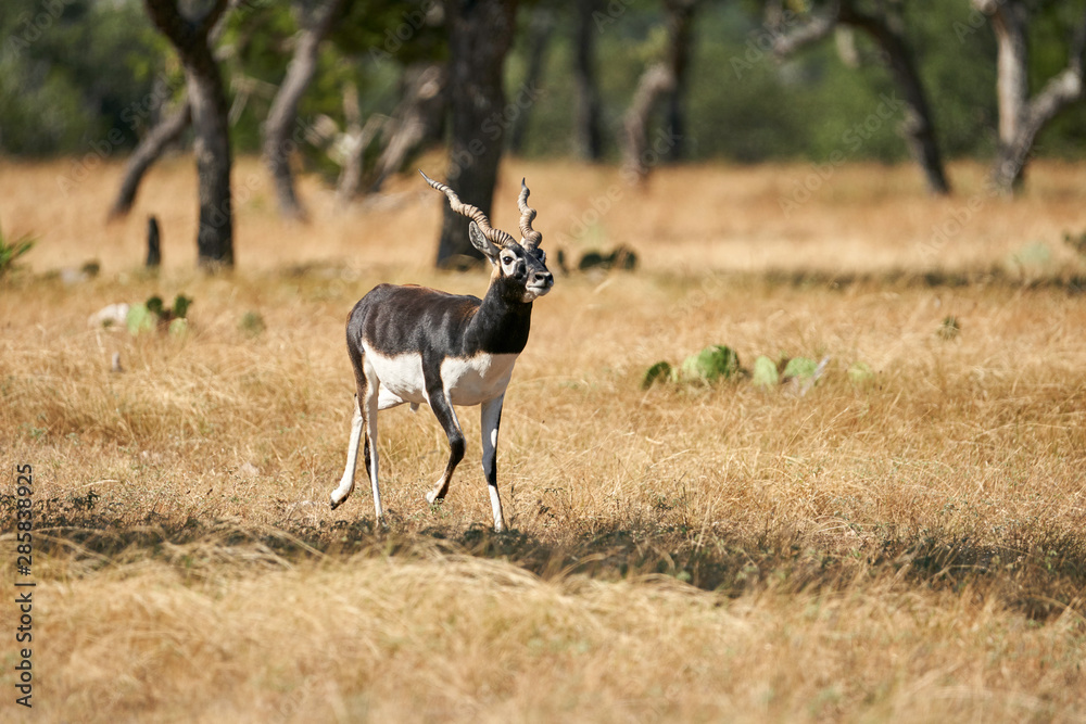 Male Blackbuck