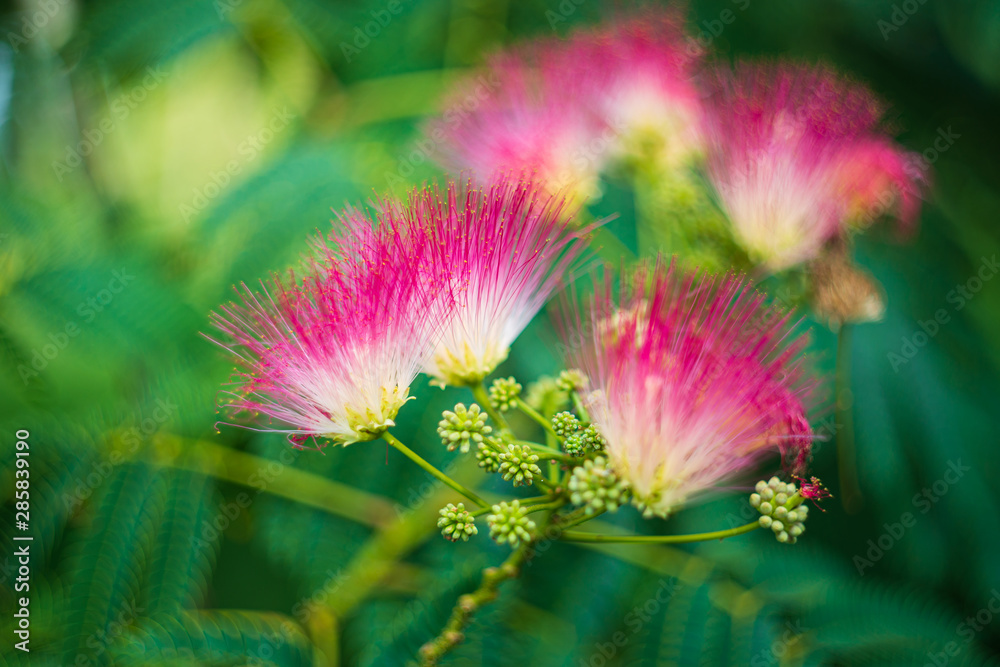 albizia-julibrissin-pink-flower-stock-photo-adobe-stock