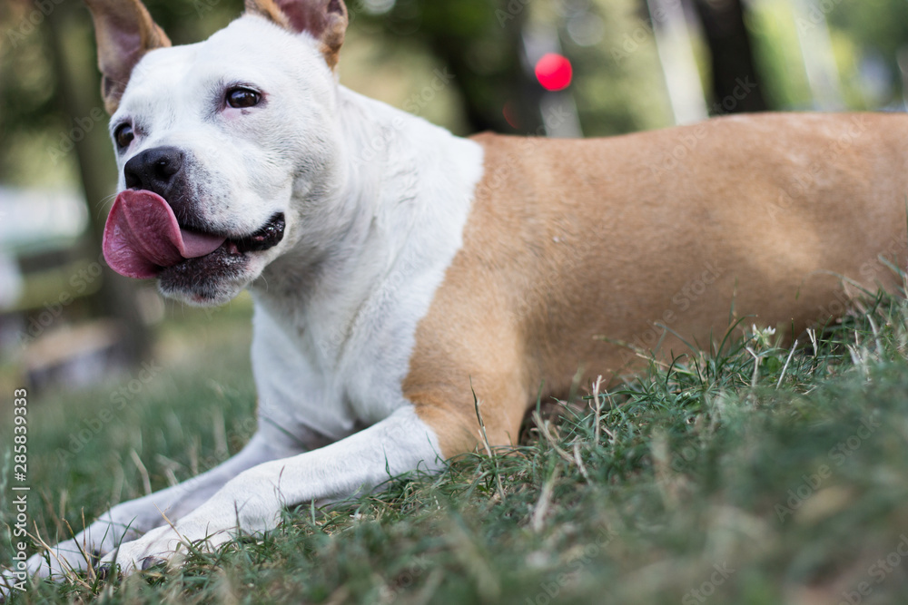 Happy pet dog on grass