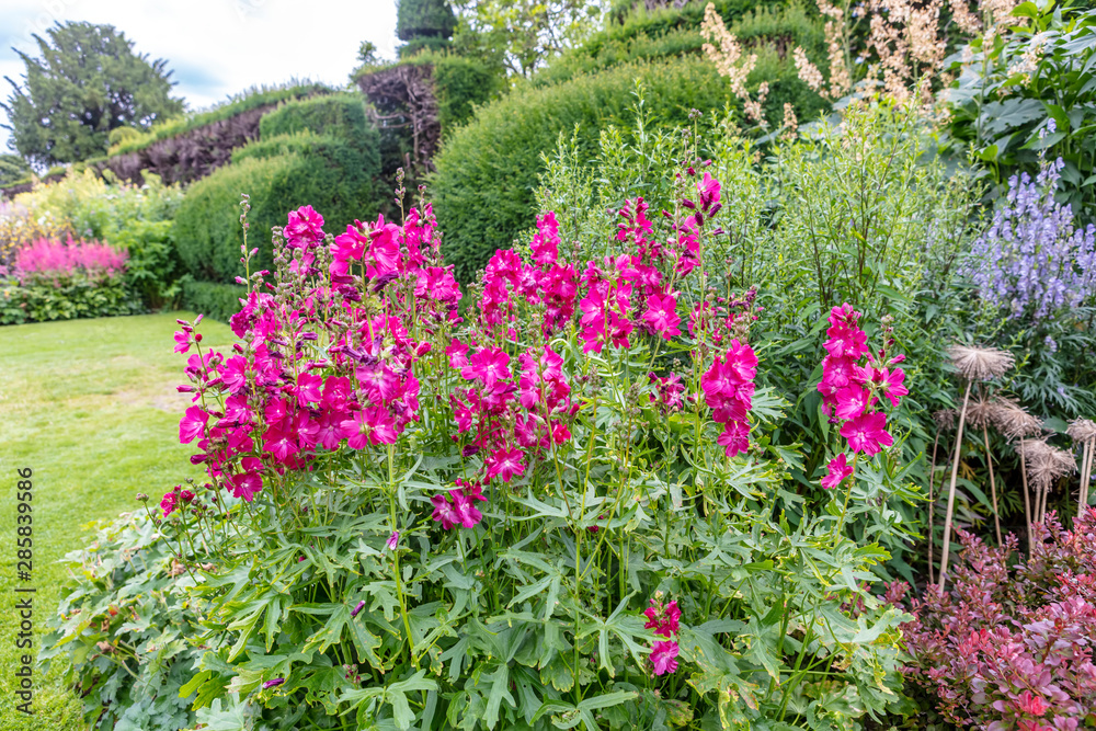Upright flower spikes carrying rose-pink blooms of Sidalcea hybrida 'Party Girl' in a herbaceous border of an English garden.