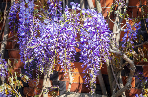 Purple Wisteria climbing plant with extravagant long custers of pea like flowers. photo