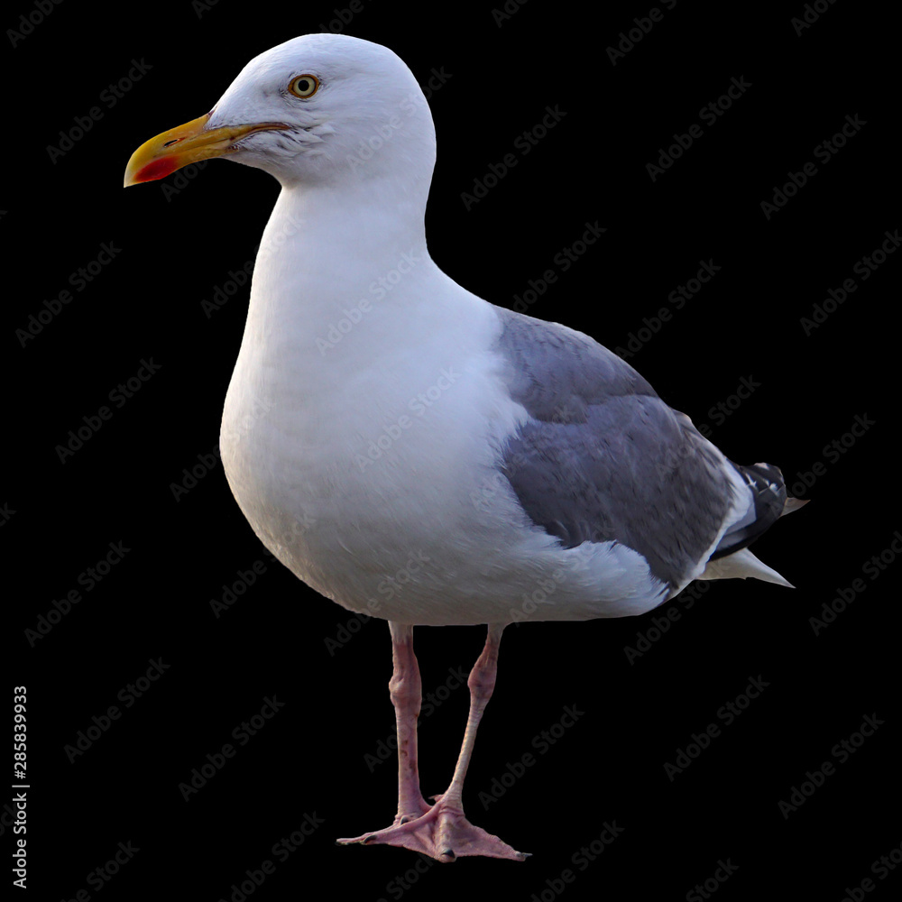 White seagull isolated on a black background