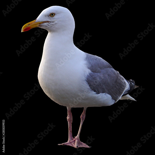 White seagull isolated on a black background