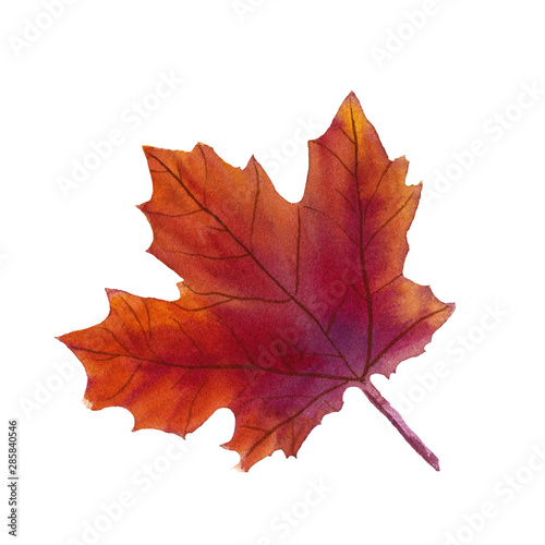 Watercolor natural purple and orange maple leaf  autumn symbol on white background isolated