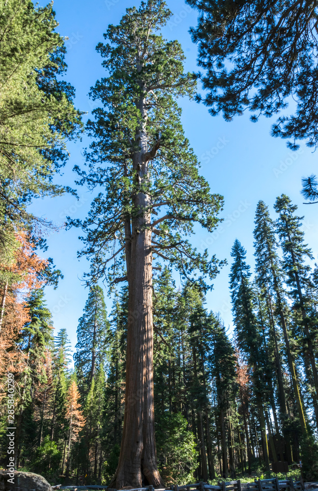 Majestic ancient sequoia trees. Sequoia National Park in California Majestic ancient sequoia trees. Sequoia National Park in California