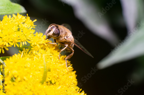 macro bee. Bee in the foreground on yellow flower photo