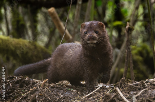 At Home - Wild American Mink (Neovison vison) in a riparian habitat. photo