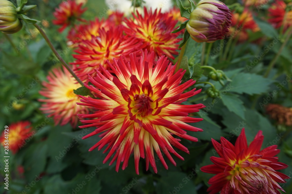 red flower in the garden red flower in the garden