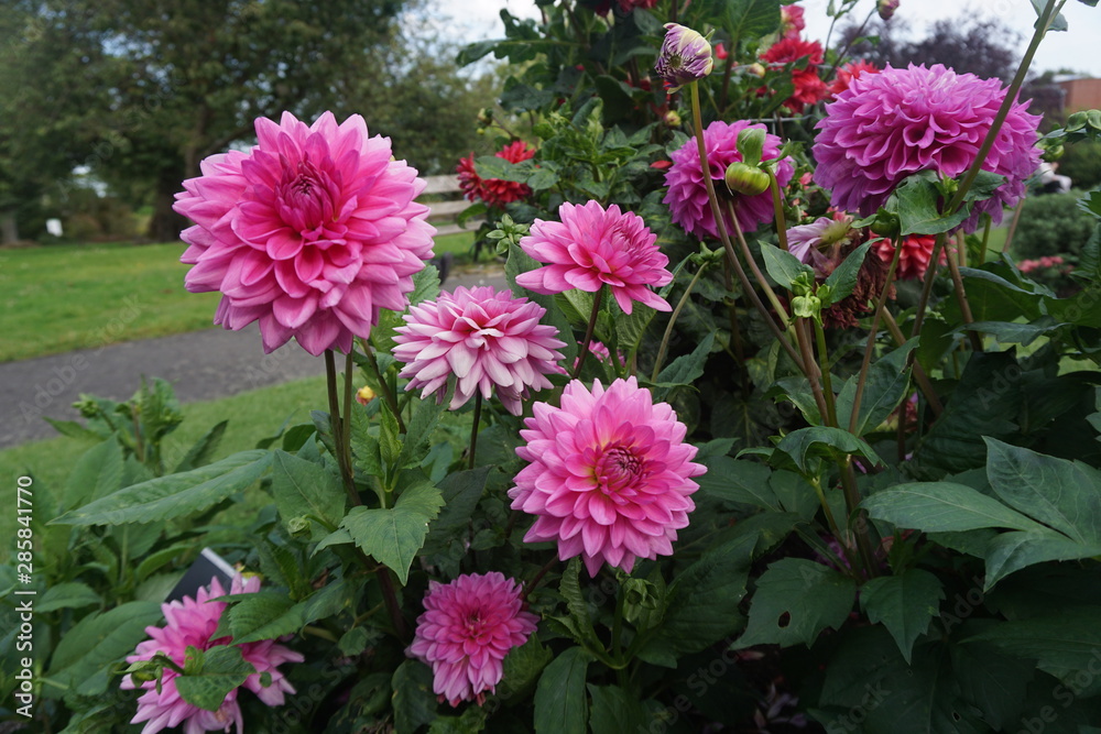 flowers in the garden flowers in the garden