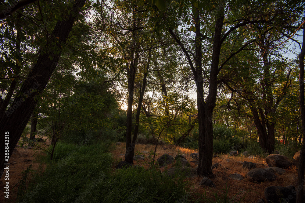 summer trees along dirt path Sierra Nevada mountain range in distance
