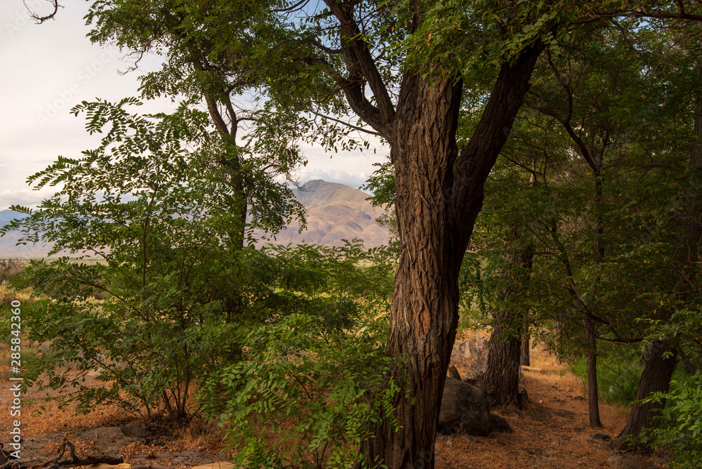 summer trees along dirt path Sierra Nevada mountain range in distance