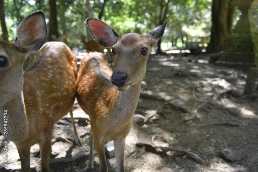 Nara deer walks free in Nara Park, Japan Nara deer walks free in Nara Park, Japan
