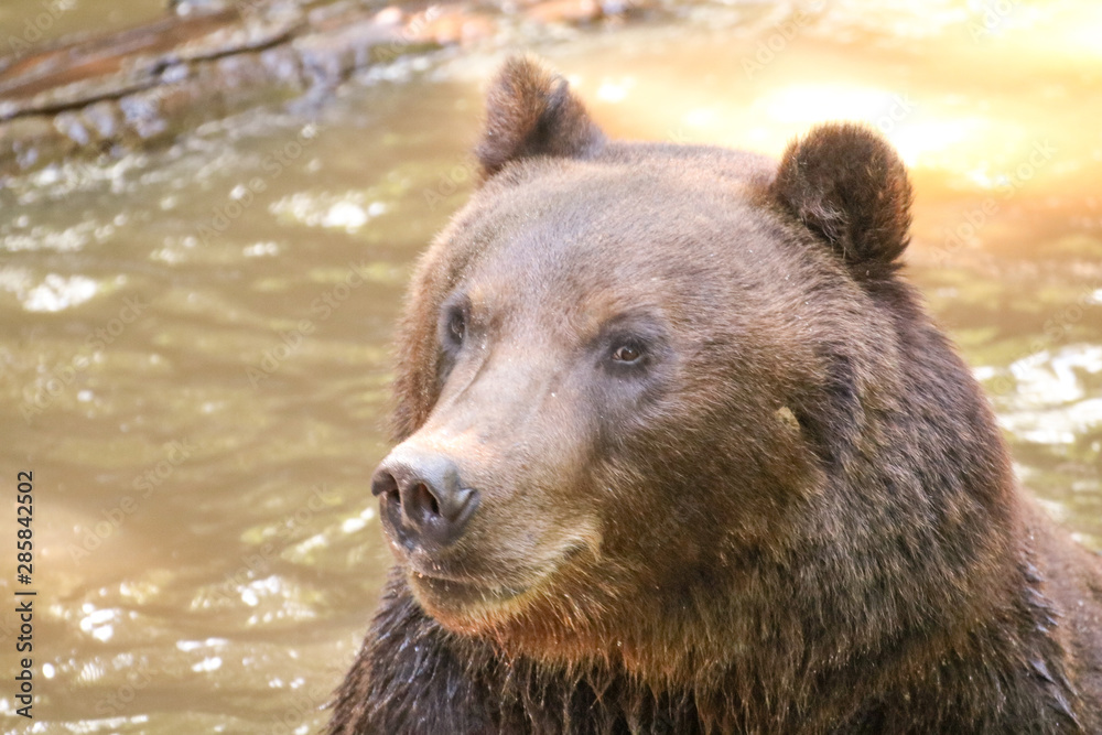 Zoo de la Flèche - Ours Grizzly #2 Zoo de la Flèche - Ours Grizzly #2