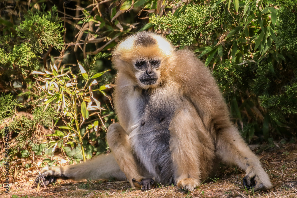 Fototapeta premium Zoo de la Flèche - Gibbon #1
