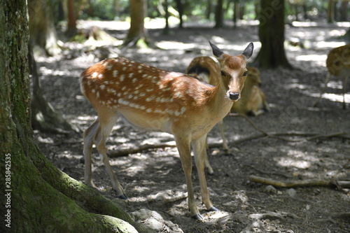 Nara deer walks free in Nara Park  Japan