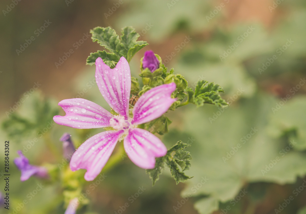 purple flowers in the garden