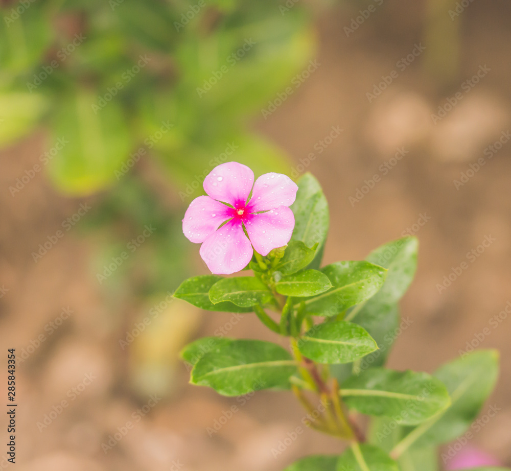 flower in garden