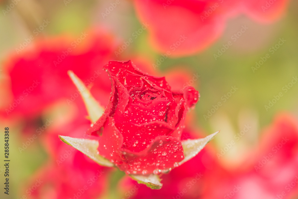 red rose with water drops