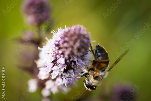 Bee sitting on a flower