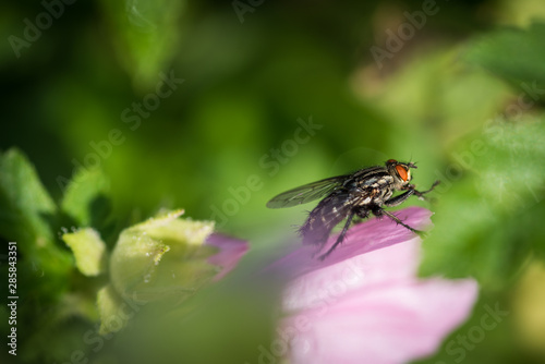 Fly sitting on pink flower