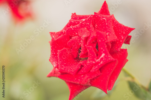 Obraz na płótnie red rose with water drops w salonie