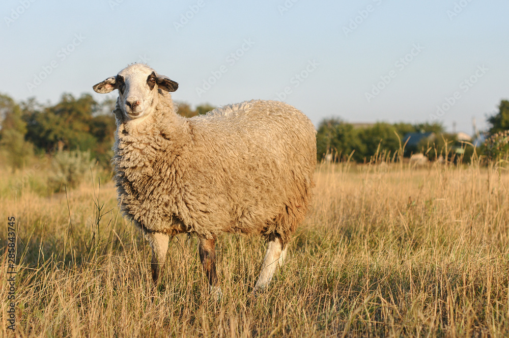 Portrait of sheep grazing on lawn in field Portrait of sheep grazing on lawn in field