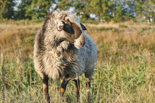 Portrait of sheep grazing on lawn in field	