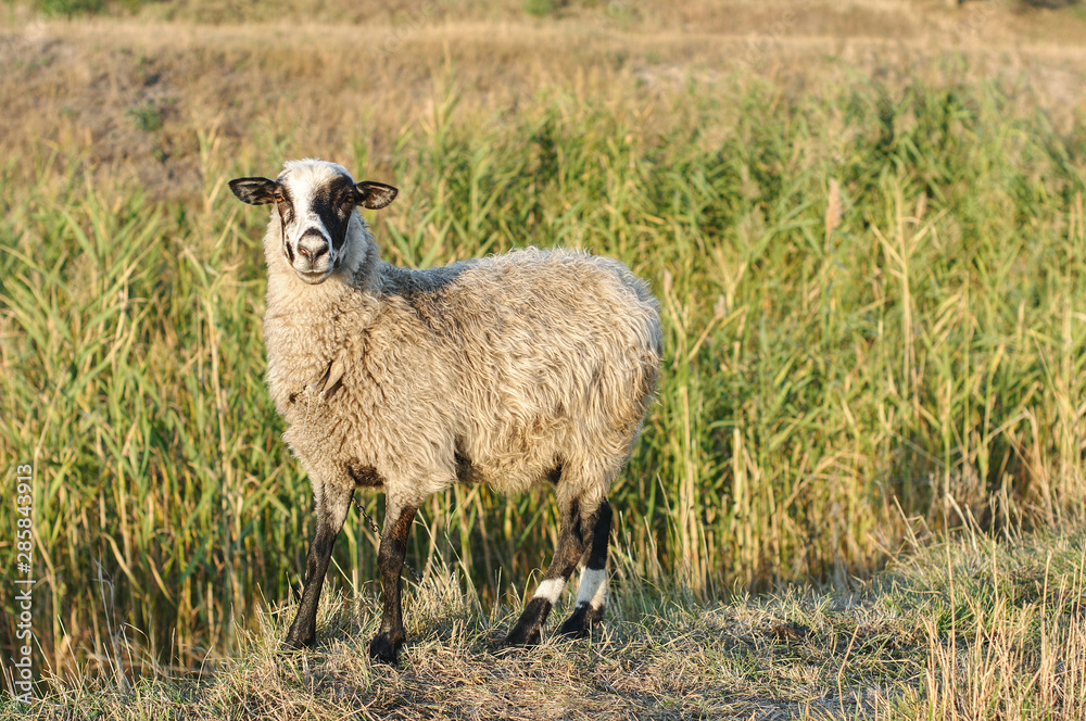 Portrait of sheep grazing on lawn in field Portrait of sheep grazing on lawn in field