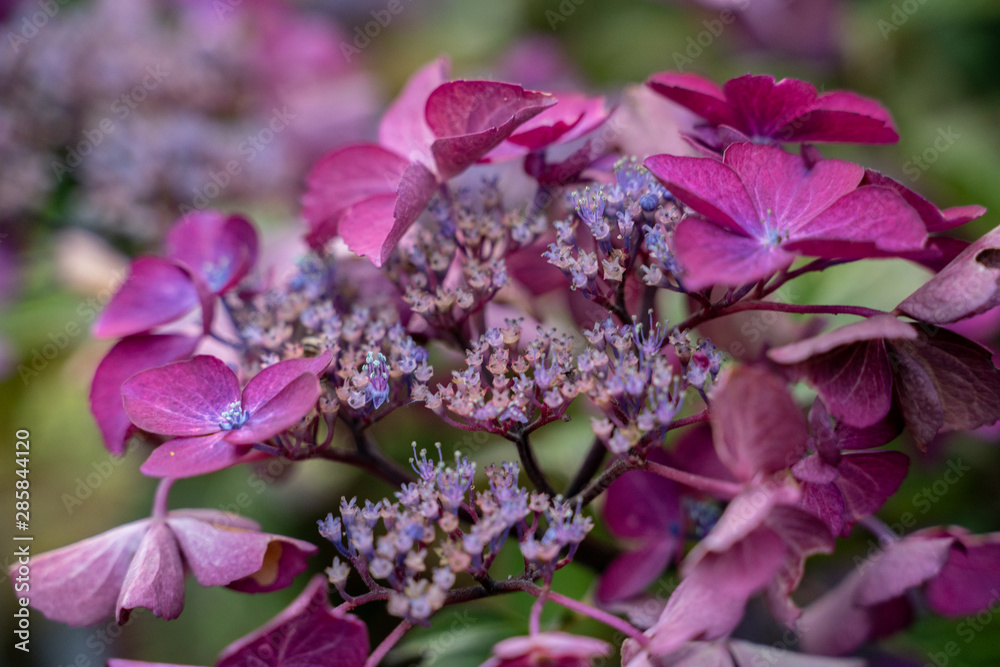 Pink flowers in the garden