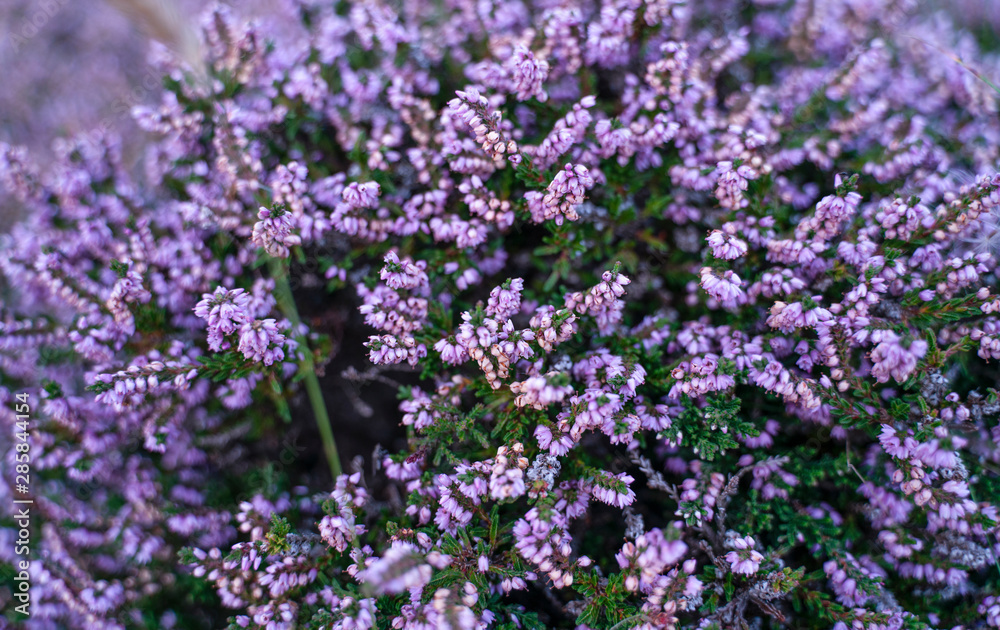 field of purple flowers