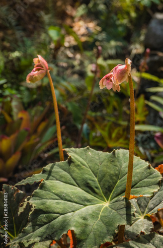 Wallpaper Mural Flower buds Torontodigital.ca