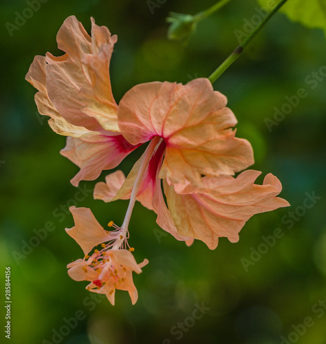 Wallpaper Mural Hibiscus Torontodigital.ca