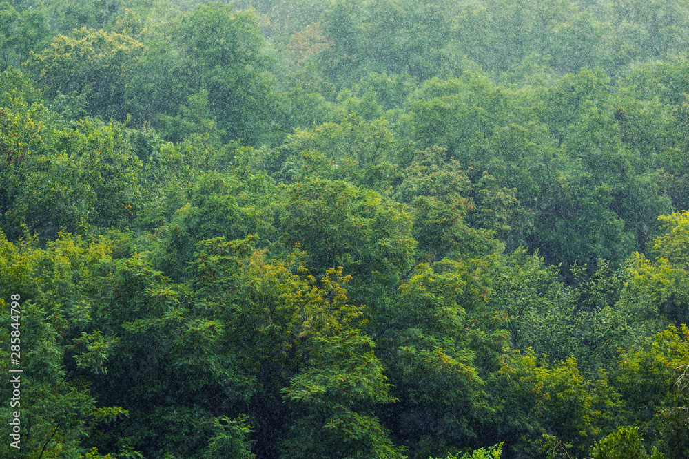 Heavy pouring rain over green tropical forest trees. Rainstorm downpour autumn weather