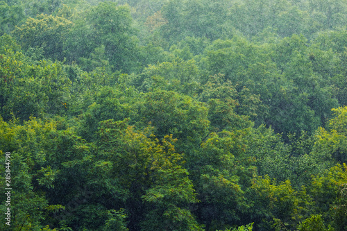 Heavy pouring rain over green tropical forest trees. Rainstorm downpour autumn weather © Kirill Gorlov
