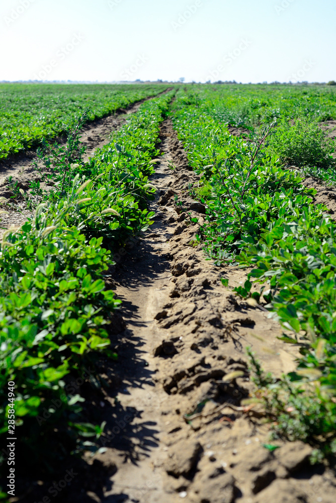 Irrigation system on the field of flowering peanuts. Irrigation system on the field of flowering peanuts.