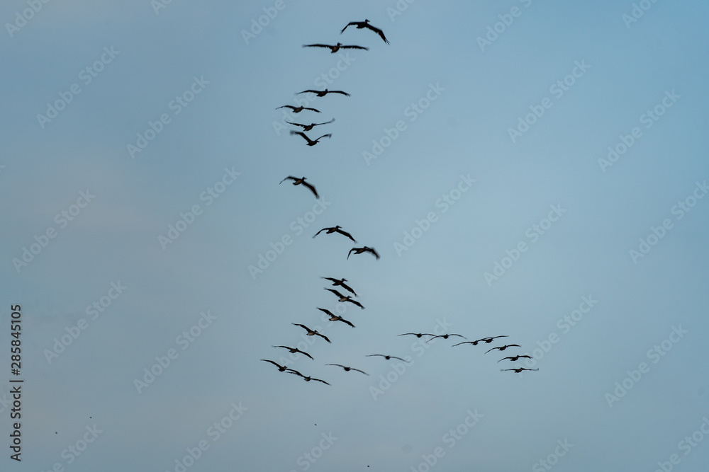 Fototapeta premium Pelikan Formation