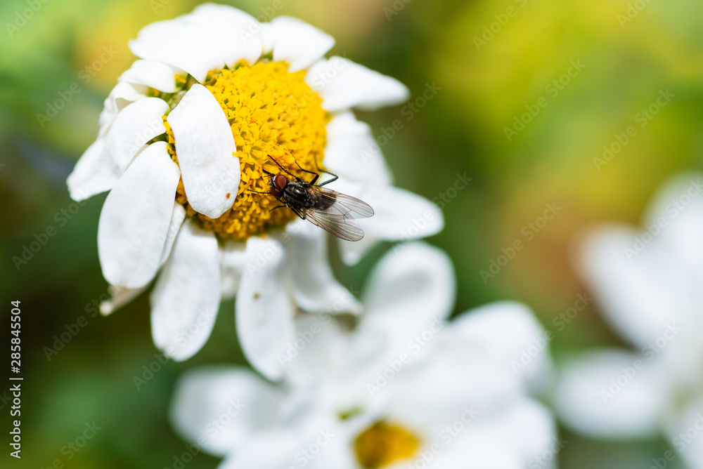 Obraz premium Small fly pollinating a flower