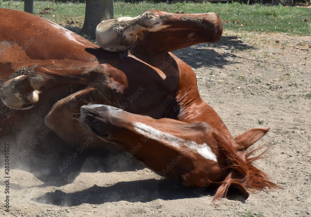 Obraz premium Testa di cavallo steso