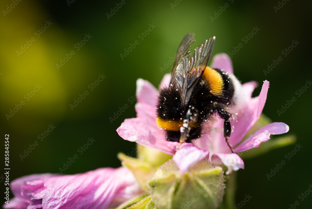 Bumblebee feeding nectar