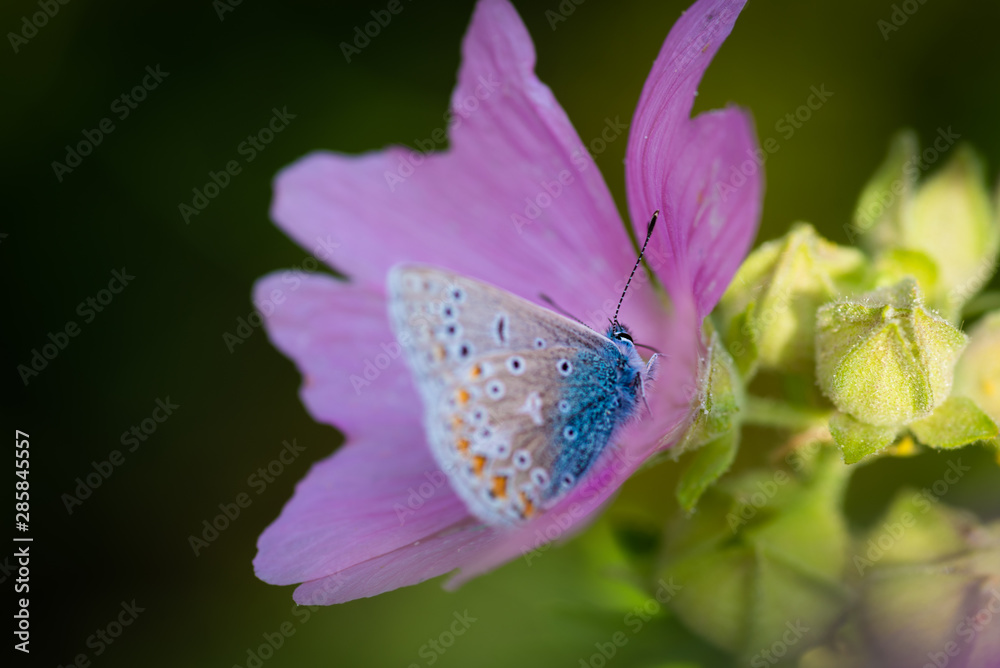 Fototapeta premium Butterfly feeding on pink flower